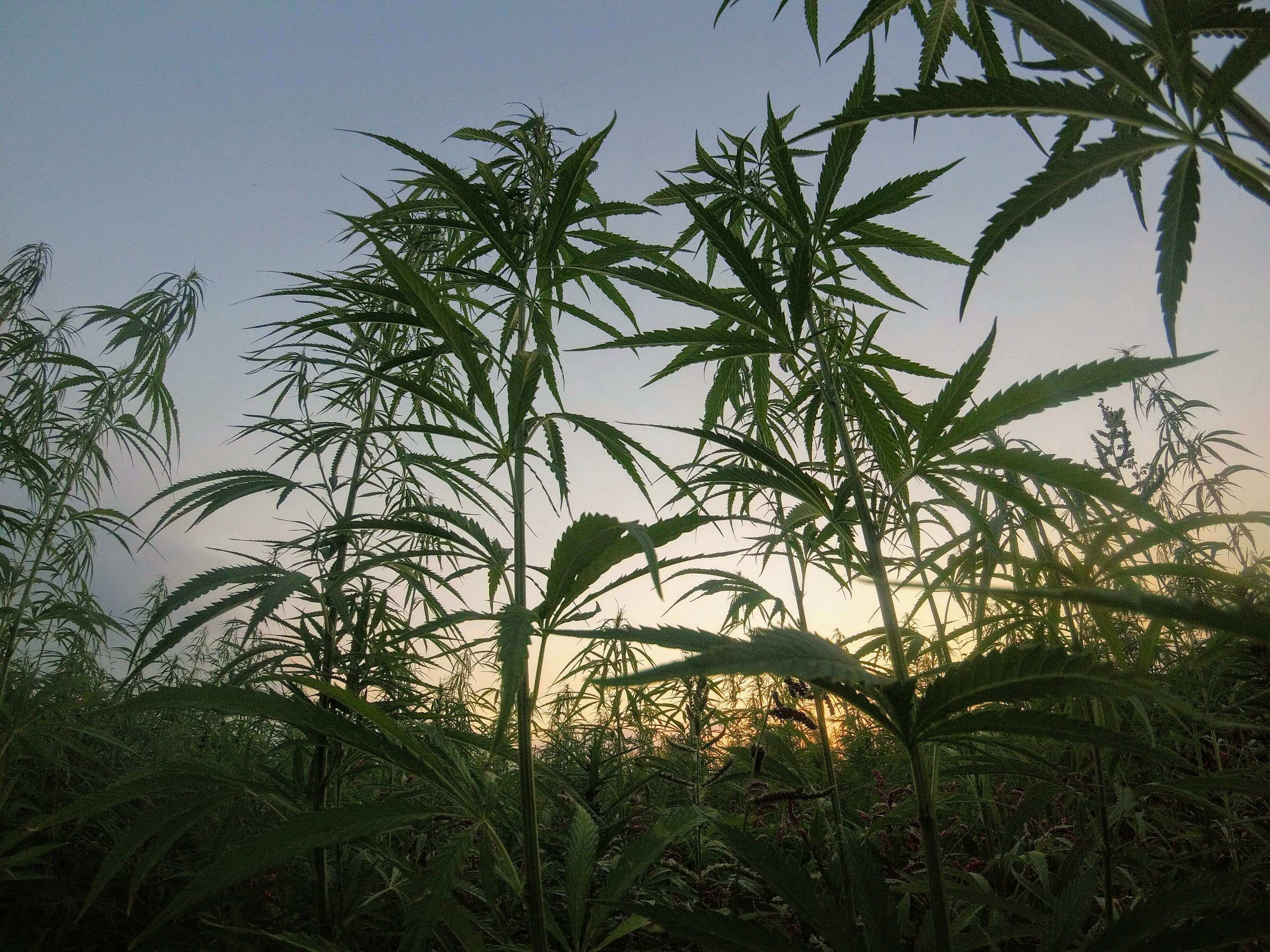 piantagione cannabis light erba legale CBD 100% naturale weedwonka