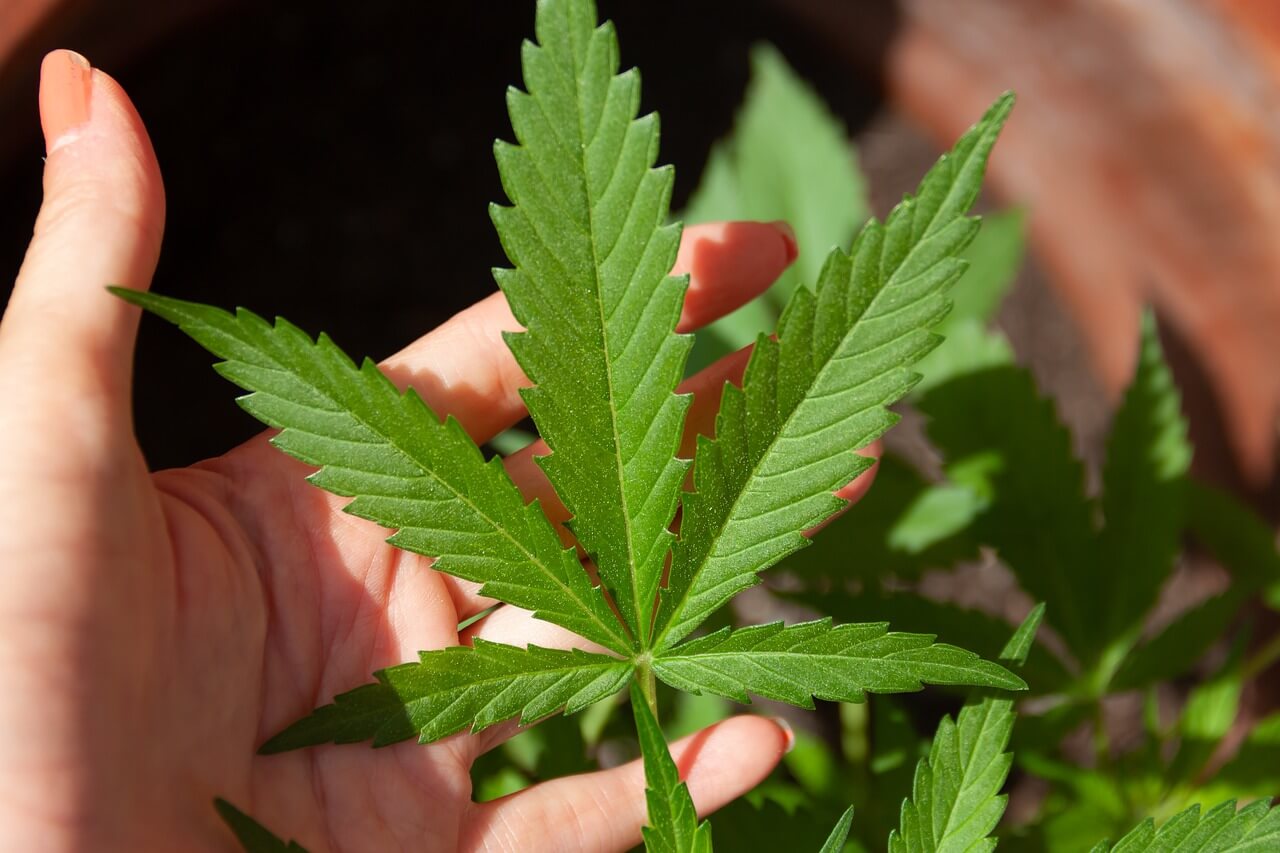 cannabis light erba legale CBD 100% naturale weedwonka