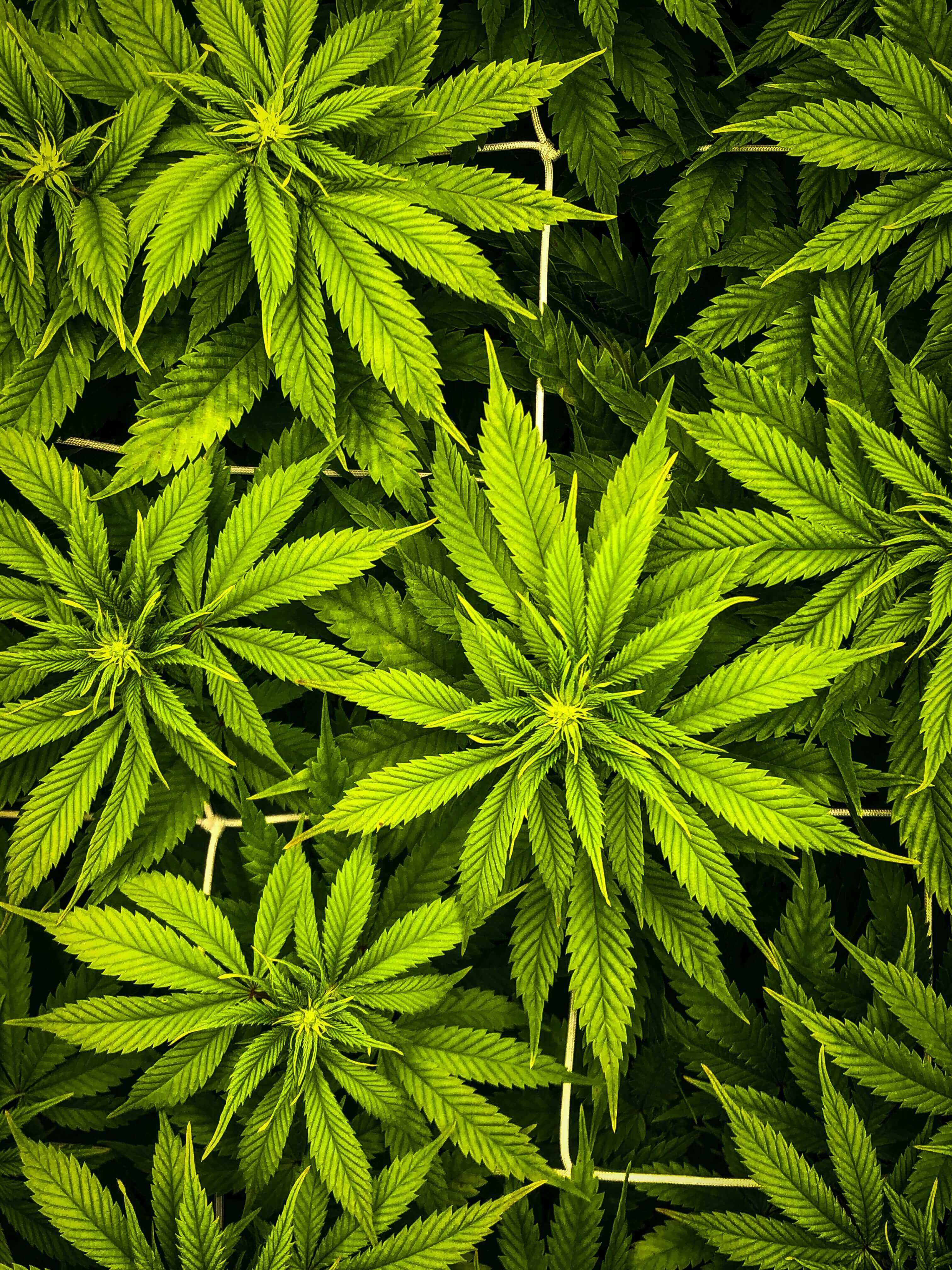 pianatgione cannabis light erba legale CBD 100% naturale weedwonka