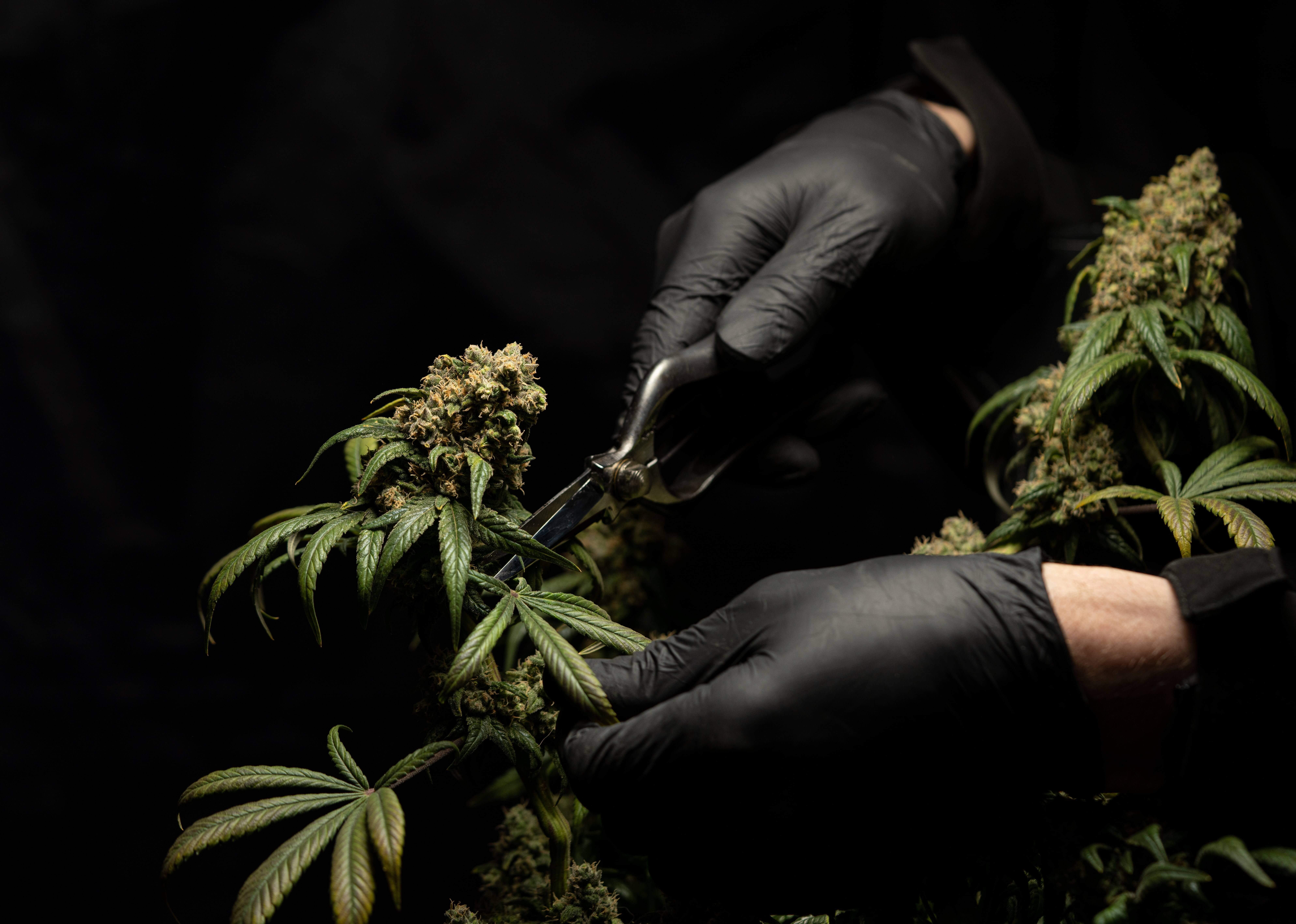 growers piantagione cannabis light erba legale CBD 100% naturale weedwonka