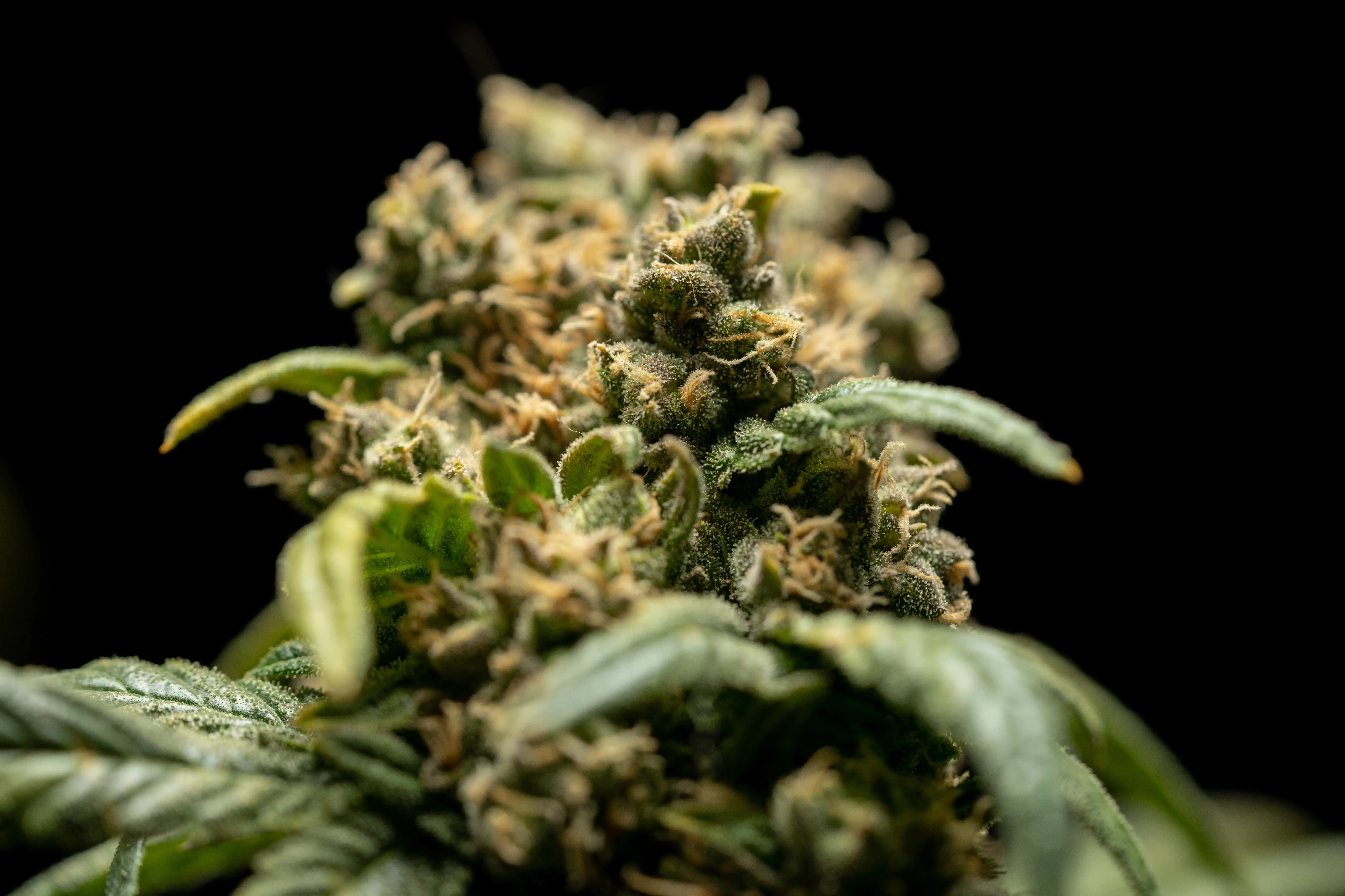 cannabis light erba legale CBD 100% naturale weedwonka